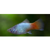 Platka - Zmienniak Plamisty - Xiphophorus maculatus